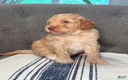 Goldendoodle dogs for sale: Archie - Image 4