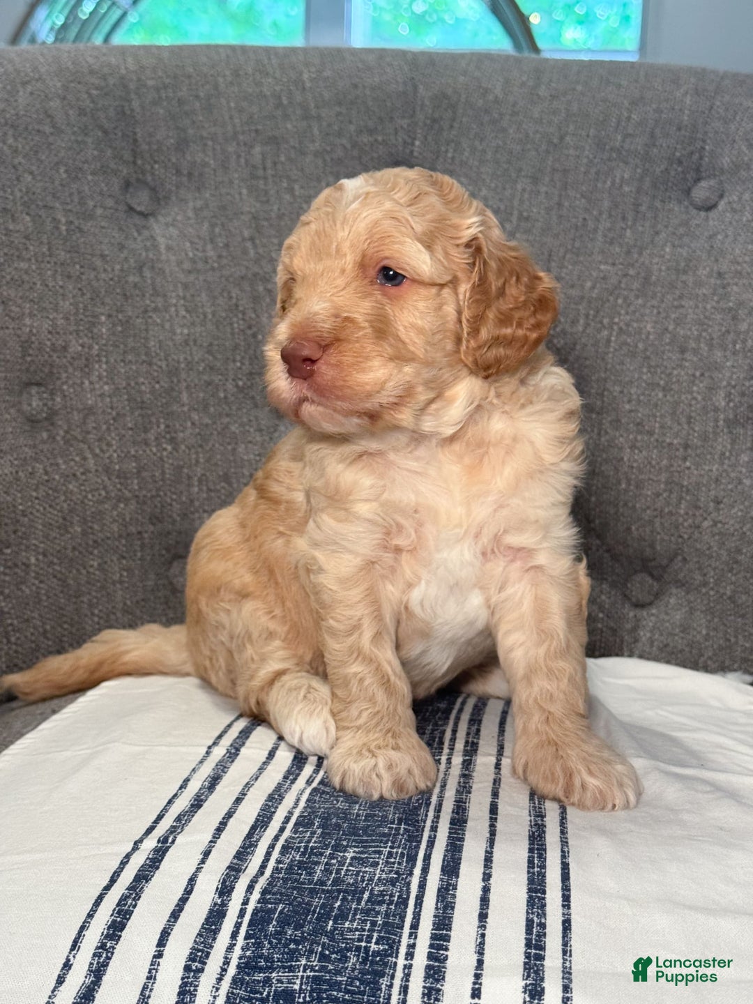 Goldendoodle dogs for sale: Archie - Image 4
