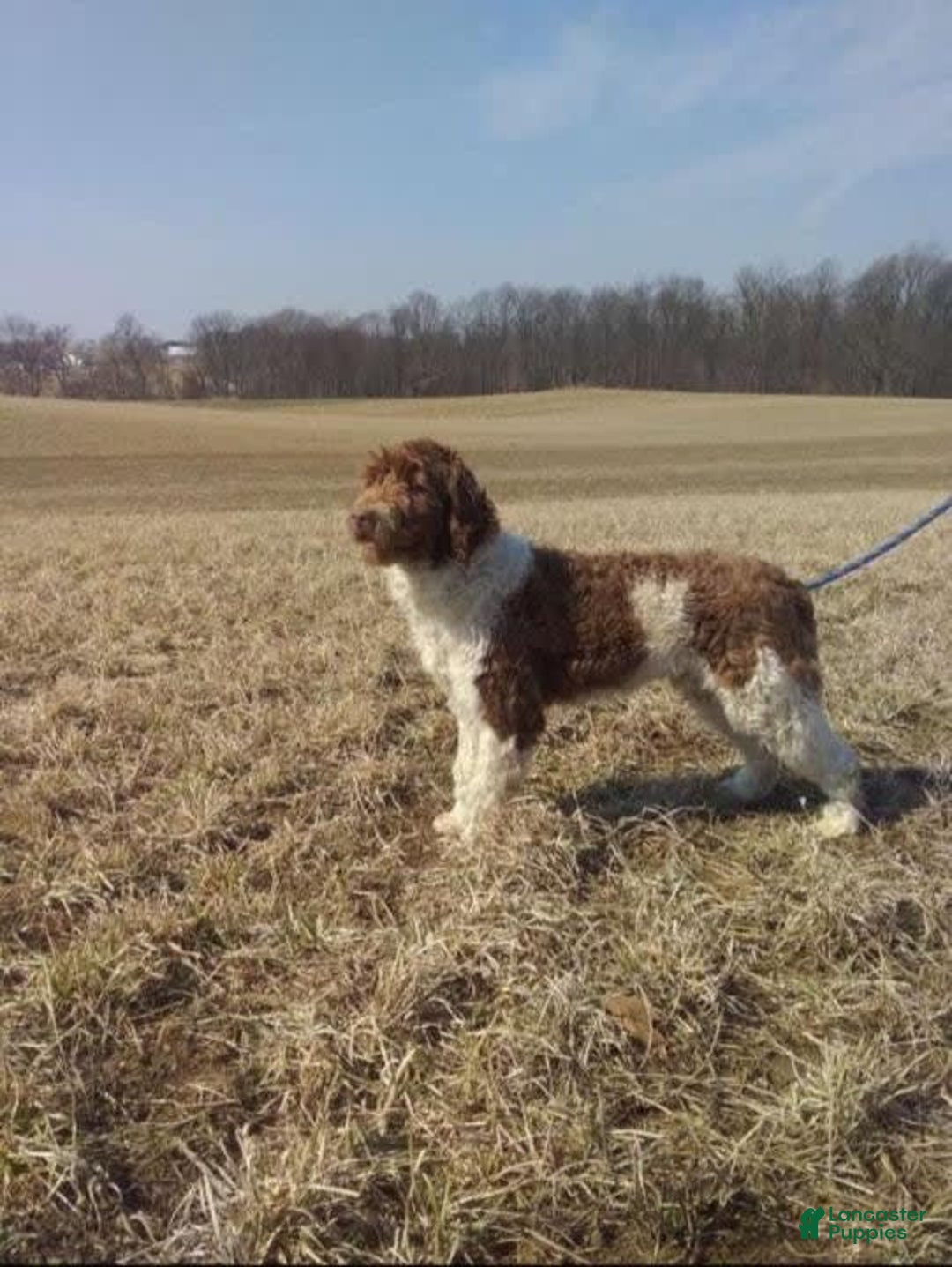 Portuguese Water Dog dogs for sale: Soloman - Image 10