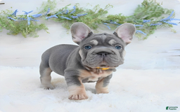 French Bulldog dogs for sale: Riot - Image 2