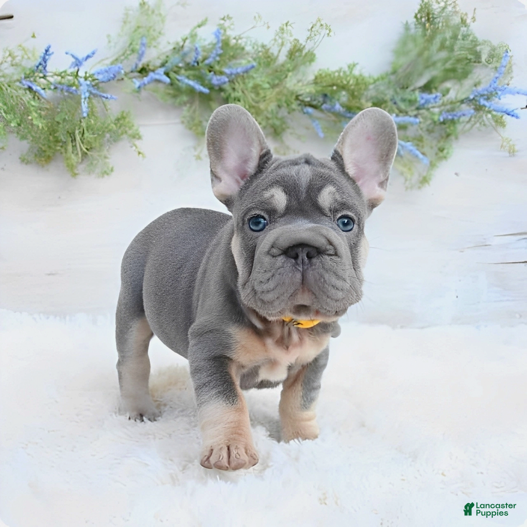 French Bulldog dogs for sale: Riot - Image 2