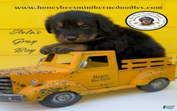 Mini Bernedoodle dogs for sale: Aelas Gray Boy - Image 2