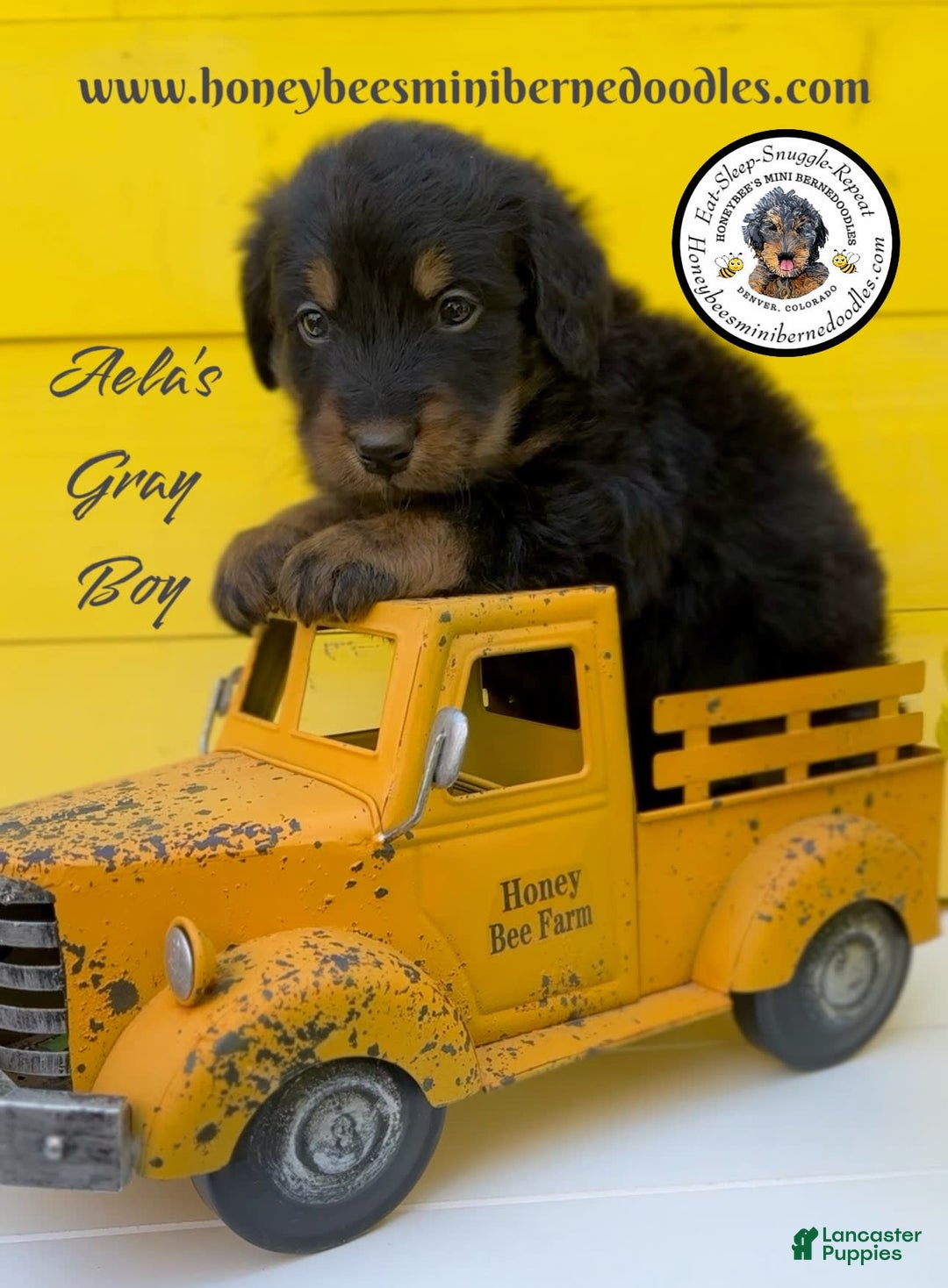 Mini Bernedoodle dogs for sale: Aelas Gray Boy - Image 2