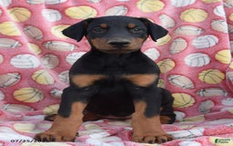 Doberman Pinscher dogs for sale: Betty - Image 2