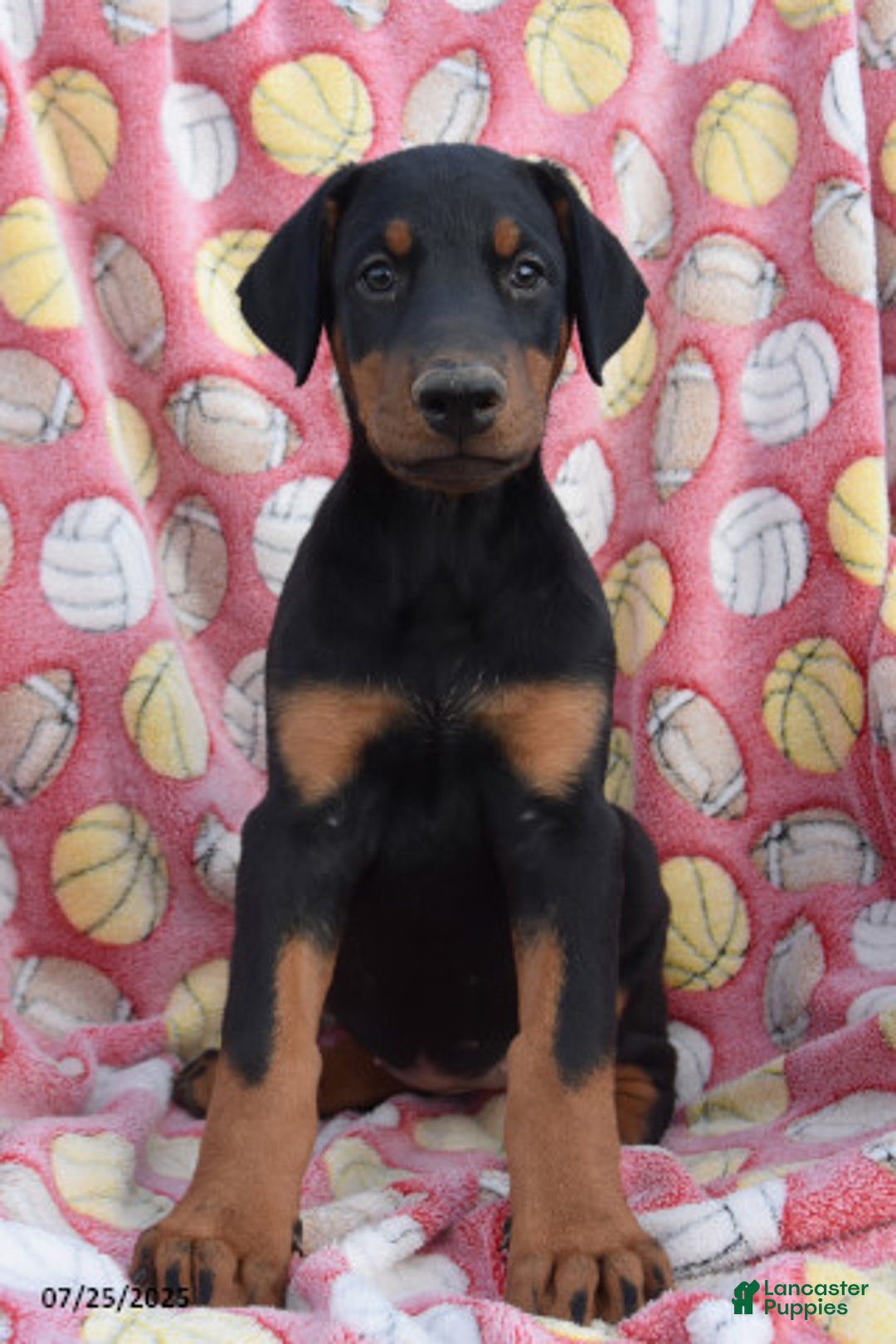 Doberman Pinscher dogs for sale: Betty - Image 2