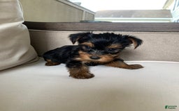 Yorkshire Terrier dogs for sale: Nala - Image 10