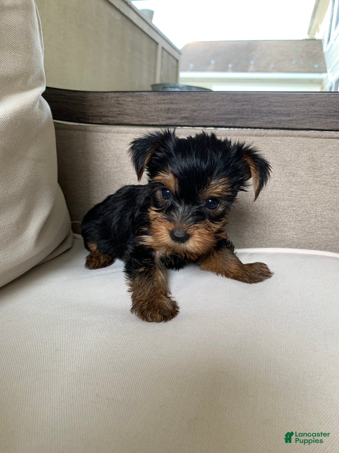 Yorkshire Terrier dogs for sale: Nala - Image 10