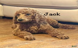 Standard Poodle dogs for sale: Jack - Image 4