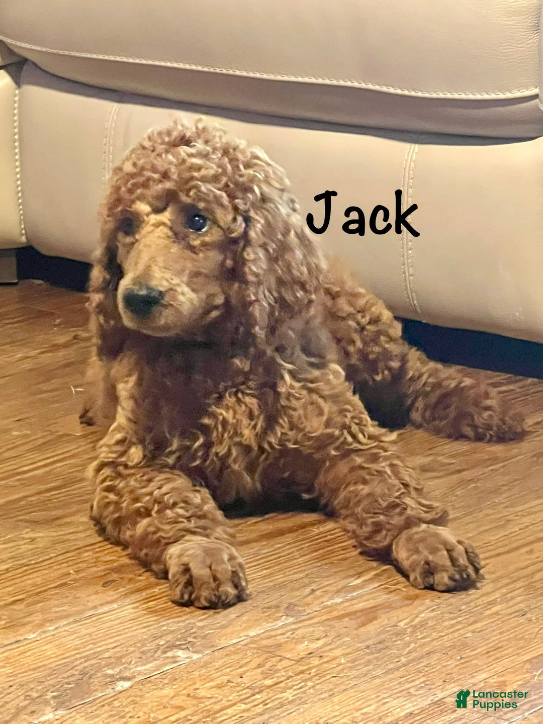 Standard Poodle dogs for sale: Jack - Image 4