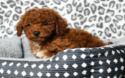 Cavapoo dogs for sale: Finn - Image 5