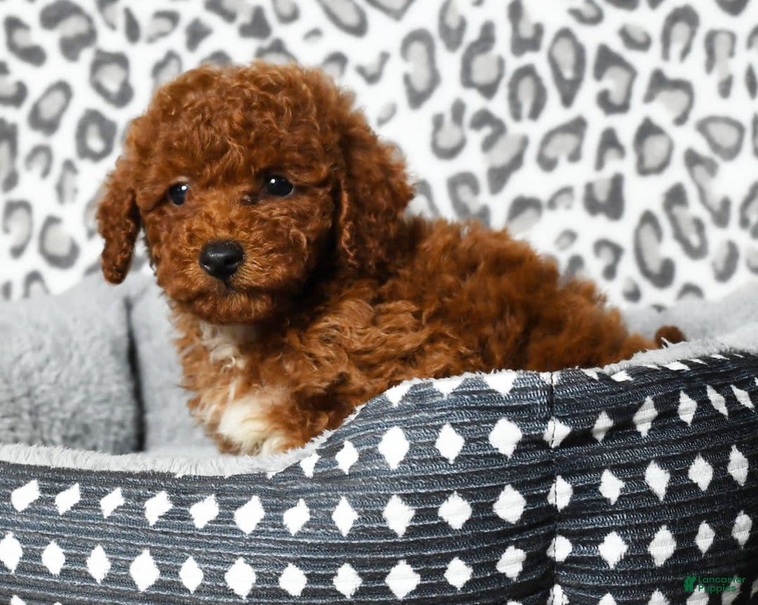 Cavapoo dogs for sale: Finn - Image 5