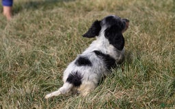 Miniature Dachshund dogs for sale: Maverick - Image 16