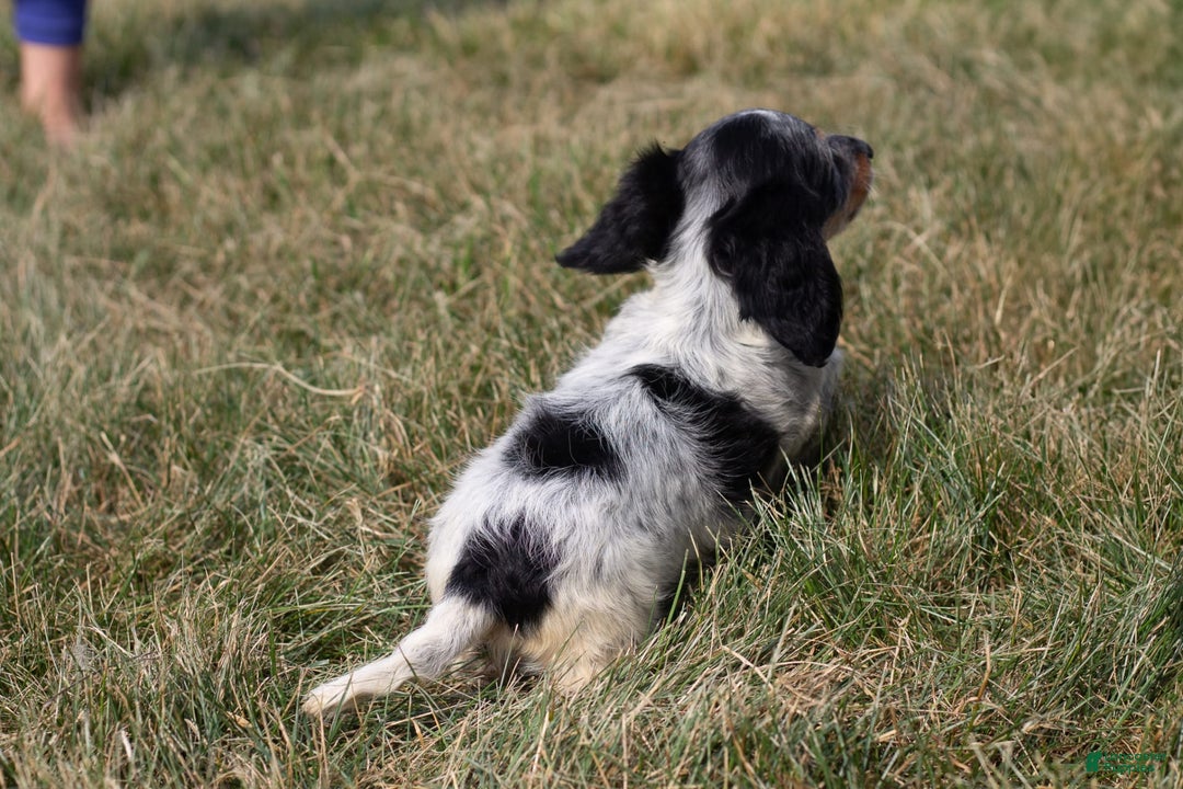 Miniature Dachshund dogs for sale: Maverick - Image 16