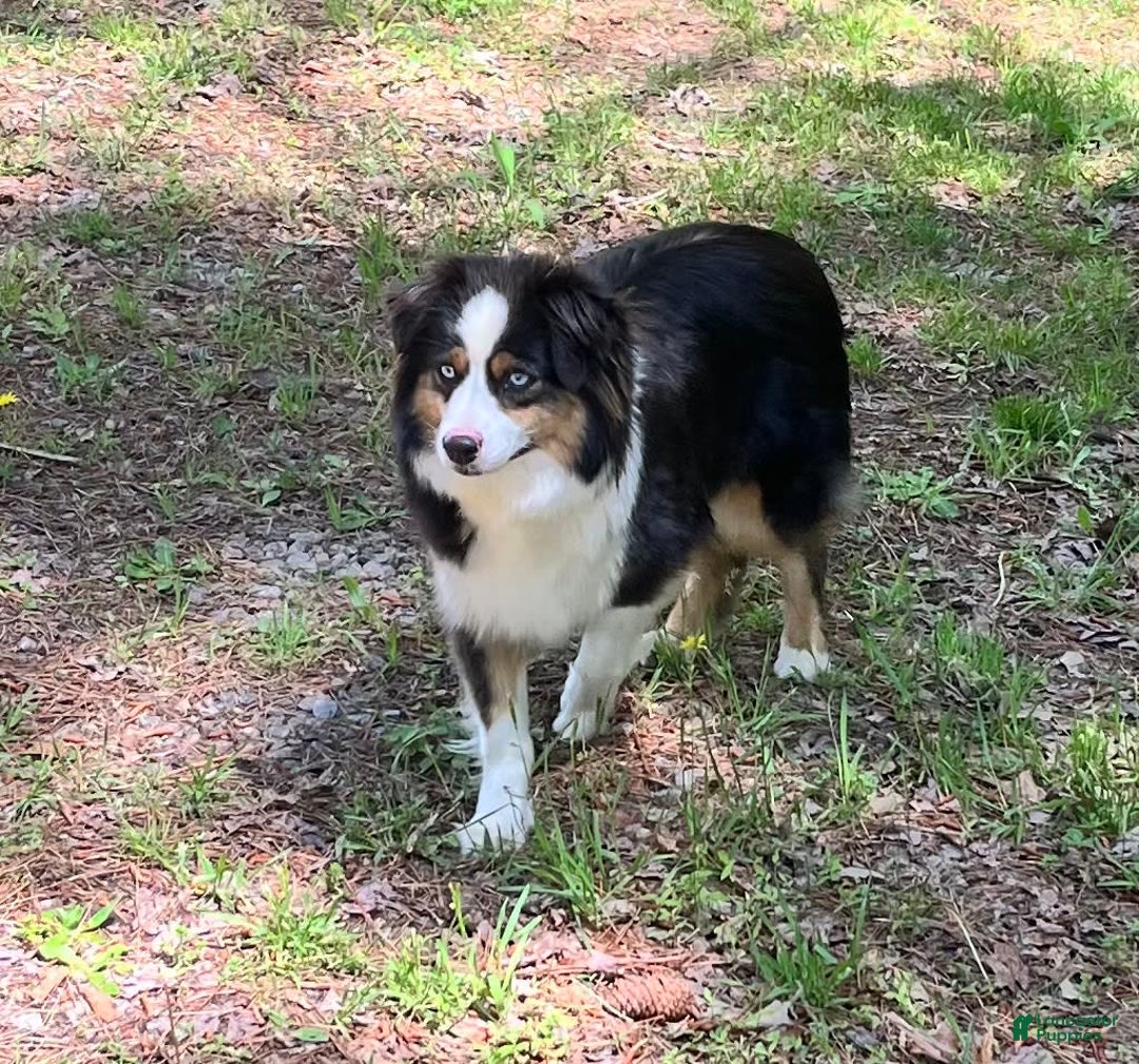 Australian Shepherd dogs for sale: Mr. Sprinkles - Image 8