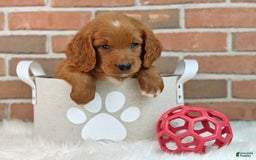 Goldendoodle dogs for sale: Ranger - Image 2