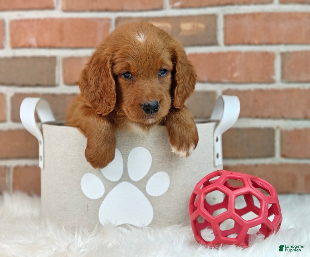 Goldendoodle dogs for sale: Ranger - Image 2