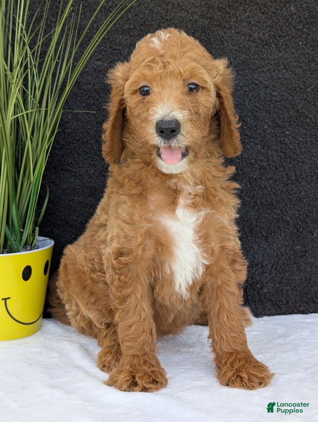 Goldendoodle dogs for sale: Zoey - Image 5