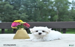Maltese dogs for sale: Toby - Image 4