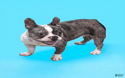 Frenchton dogs for sale: Lilly - Image 5