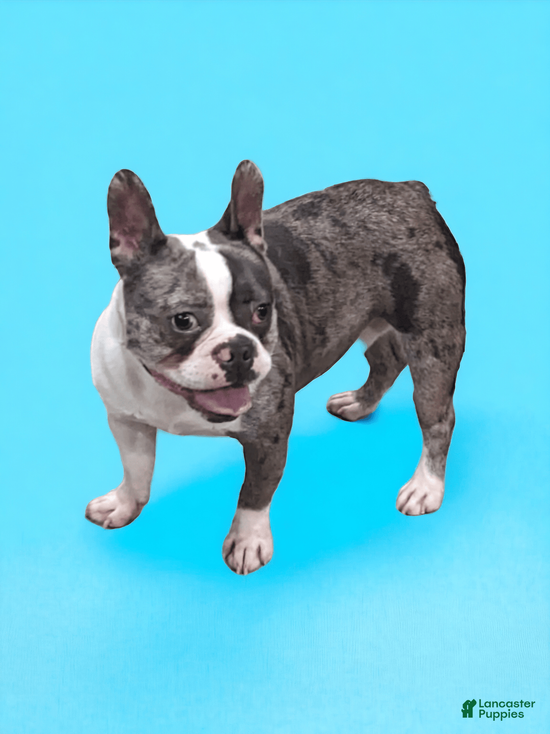 Frenchton dogs for sale: Lilly - Image 5