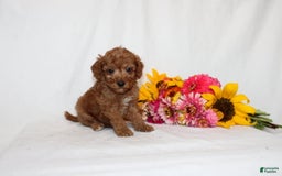 Mini Goldendoodle dogs for sale: Beatrix - Image 1