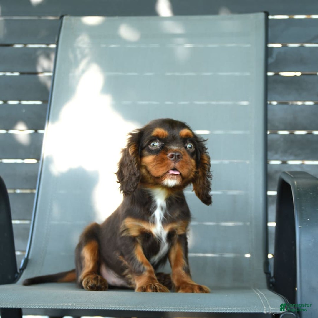 Cavalier King Charles Spaniel dogs for sale: Wiskey - Image 5