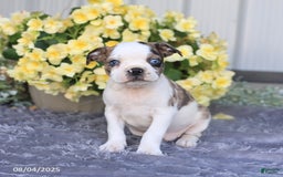 Boston Terrier dogs for sale: Hunter - Image 5