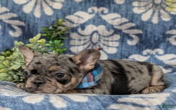 French Bulldog dogs for sale: Milo - Image 1
