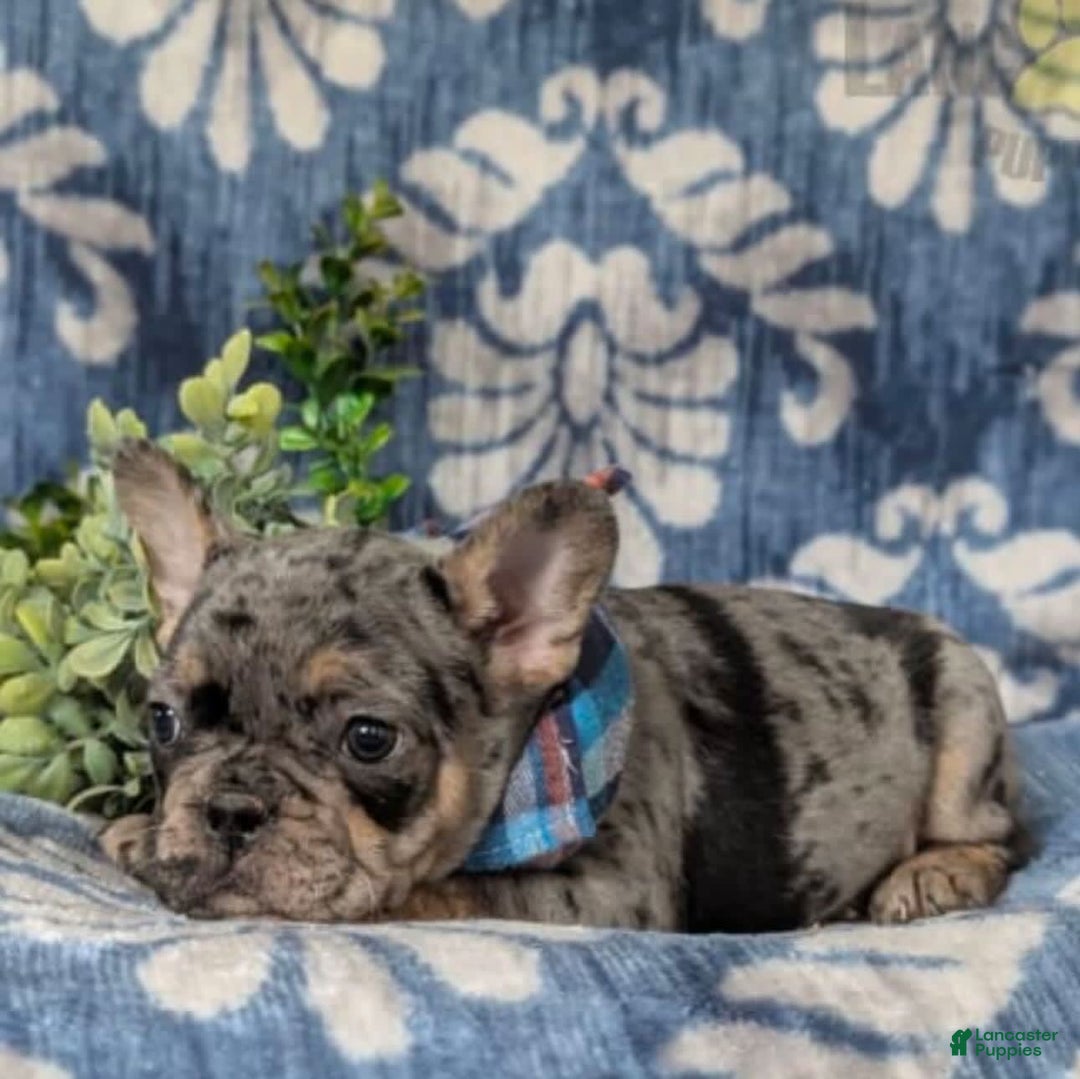 French Bulldog dogs for sale: Milo - Image 1