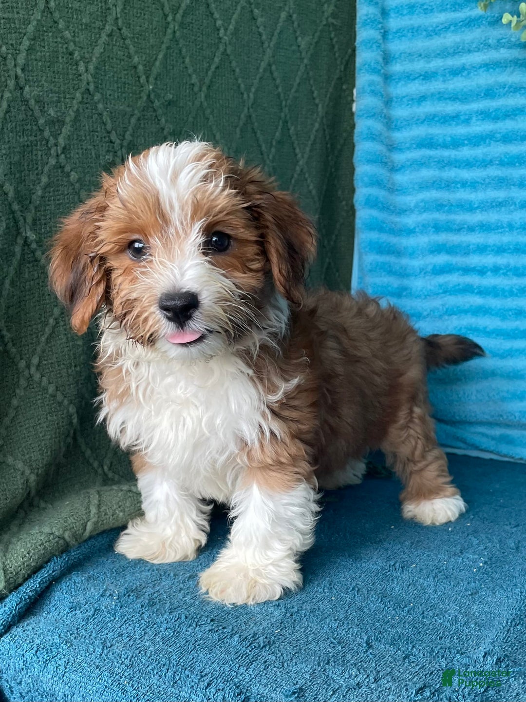 Havanese dogs for sale: Blake - Image 8