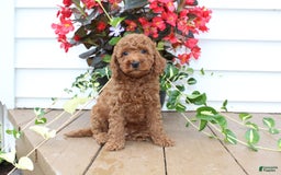 Mini Goldendoodle dogs for sale: Kenny - Image 7