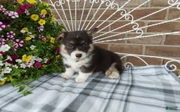 Welsh Corgi Pembroke dogs for sale: Chase - Image 16