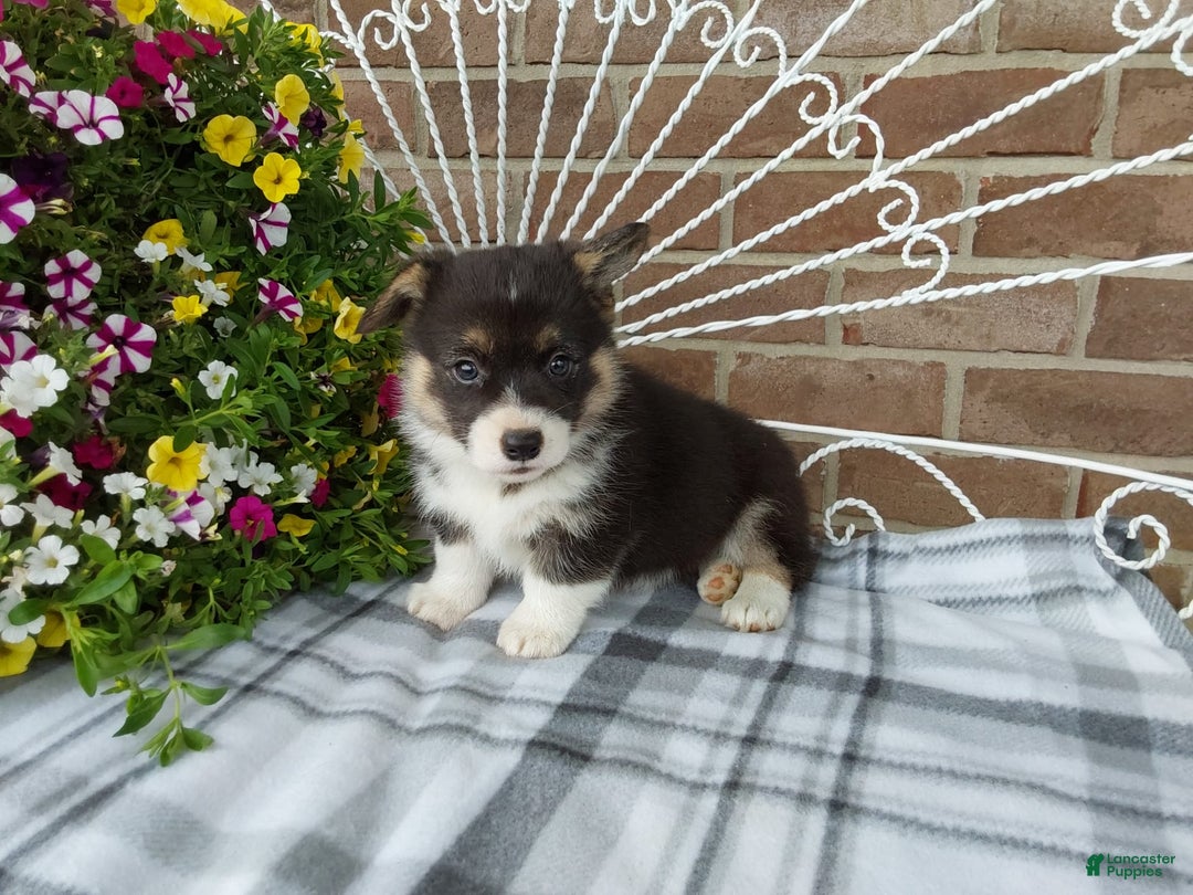 Welsh Corgi Pembroke dogs for sale: Chase - Image 16