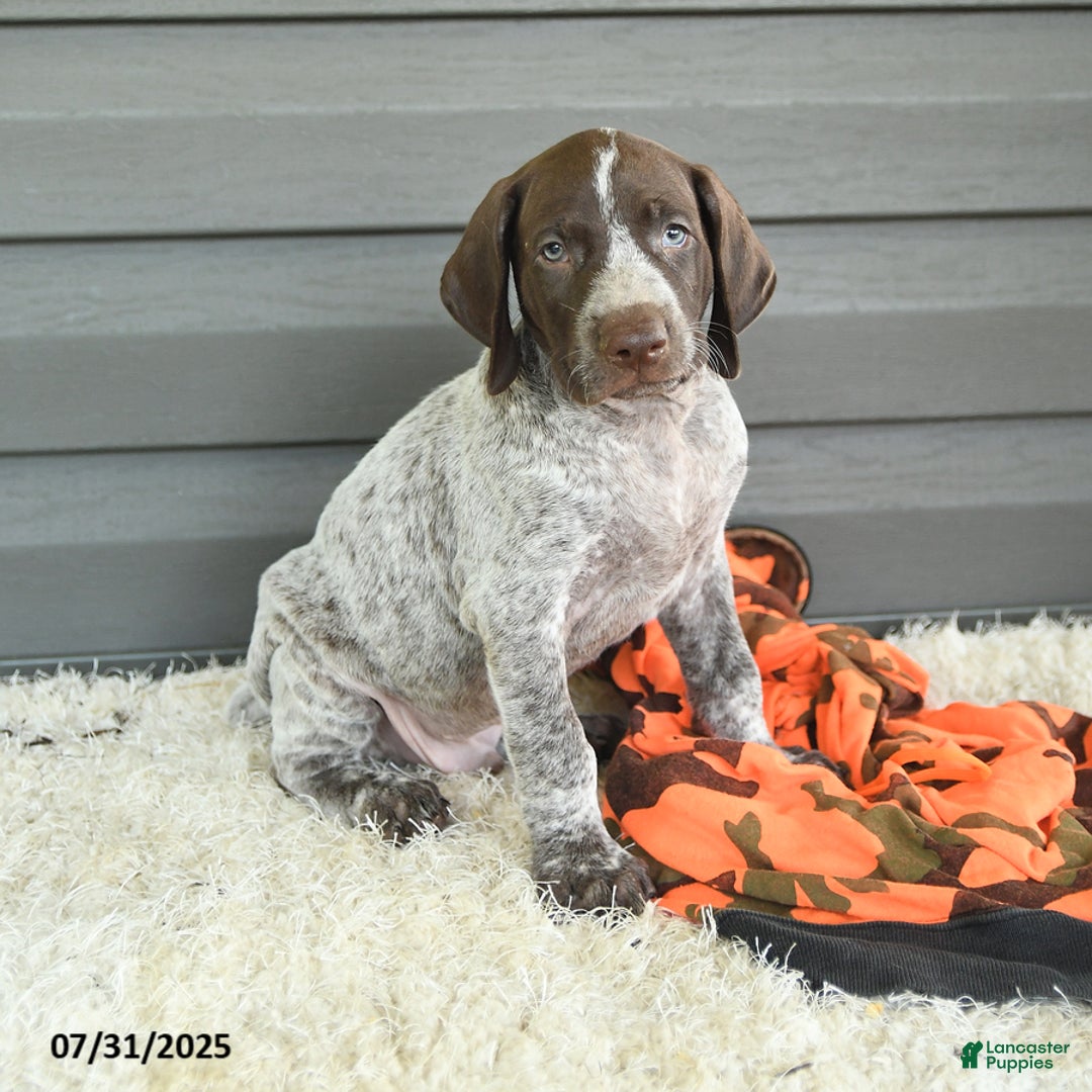 German Shorthaired Pointer dogs for sale: Allie - Image 3