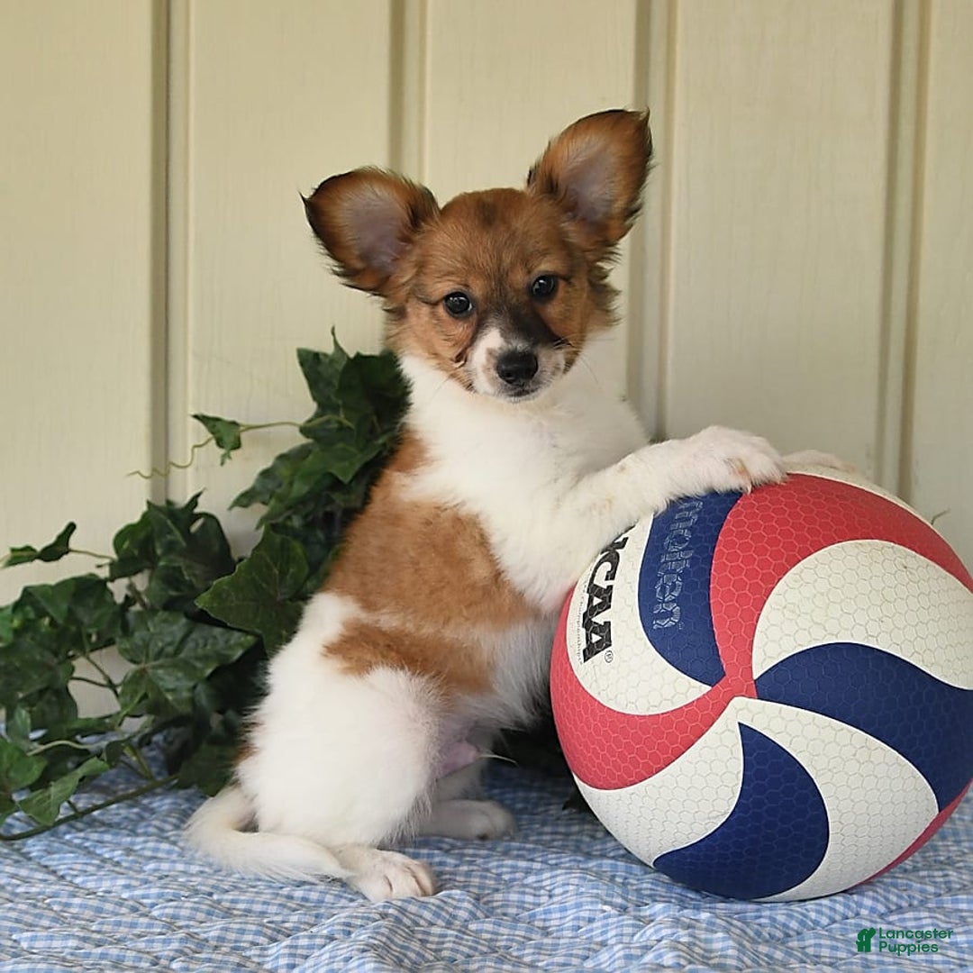 Papillon dogs for sale: Pongo - Image 11