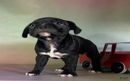 Frenchton dogs for sale: Coal Dna Clear - Image 11