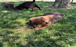 Labrador Retriever dogs for sale: Jimmy - Image 2