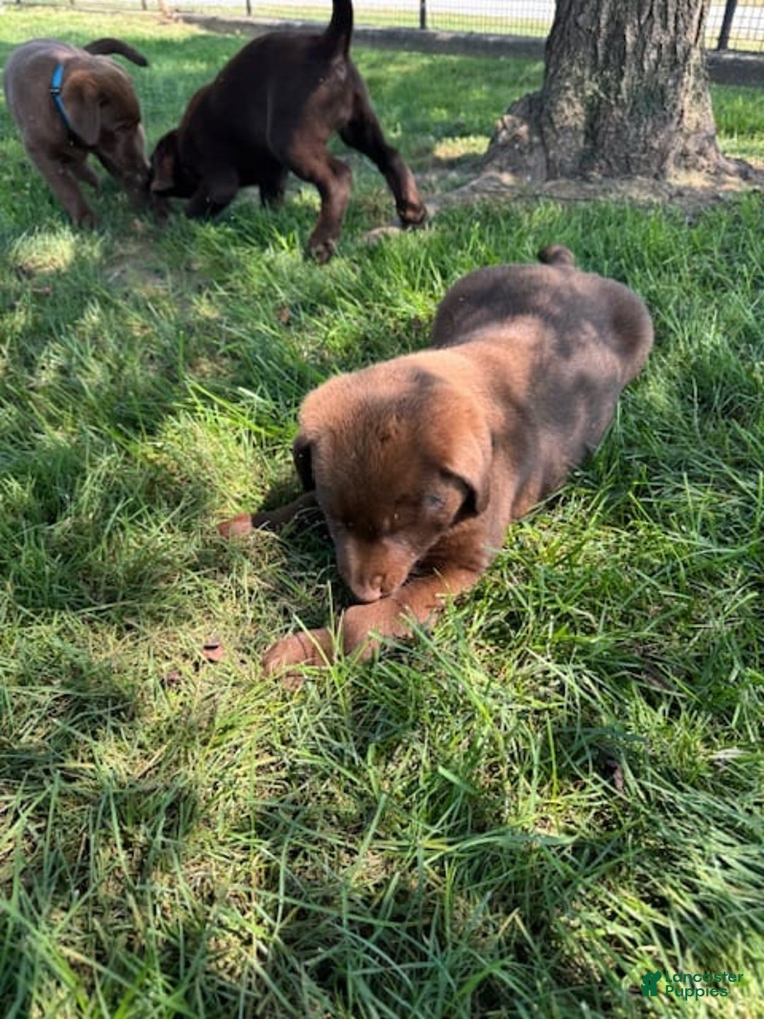 Labrador Retriever dogs for sale: Jimmy - Image 2