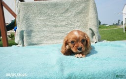 Cavalier King Charles Spaniel dogs for sale: Gail - Image 4