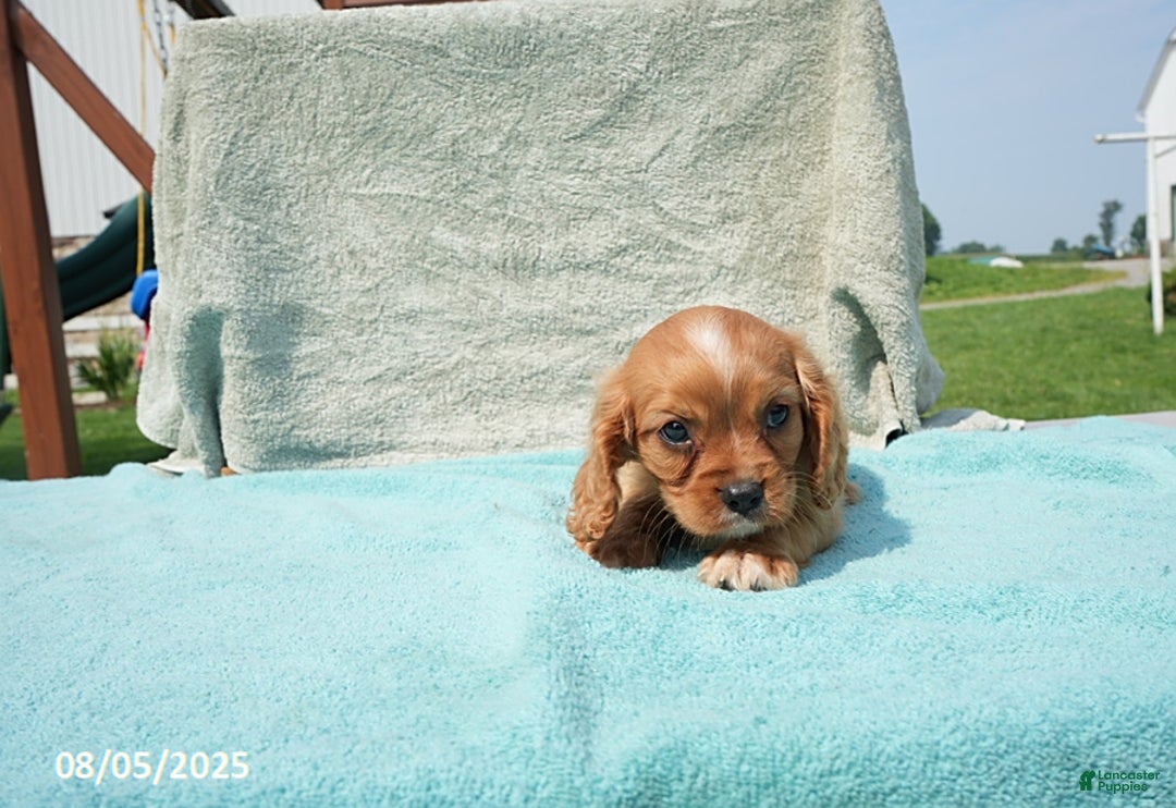 Cavalier King Charles Spaniel dogs for sale: Gail - Image 4