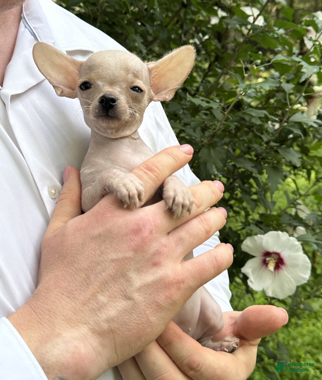 Chihuahua dogs for sale: Carinia - Image 13