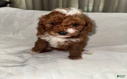 Toy Poodle dogs for sale: Dream - Image 4