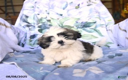 Shih Tzu dogs for sale: Keith - Image 1
