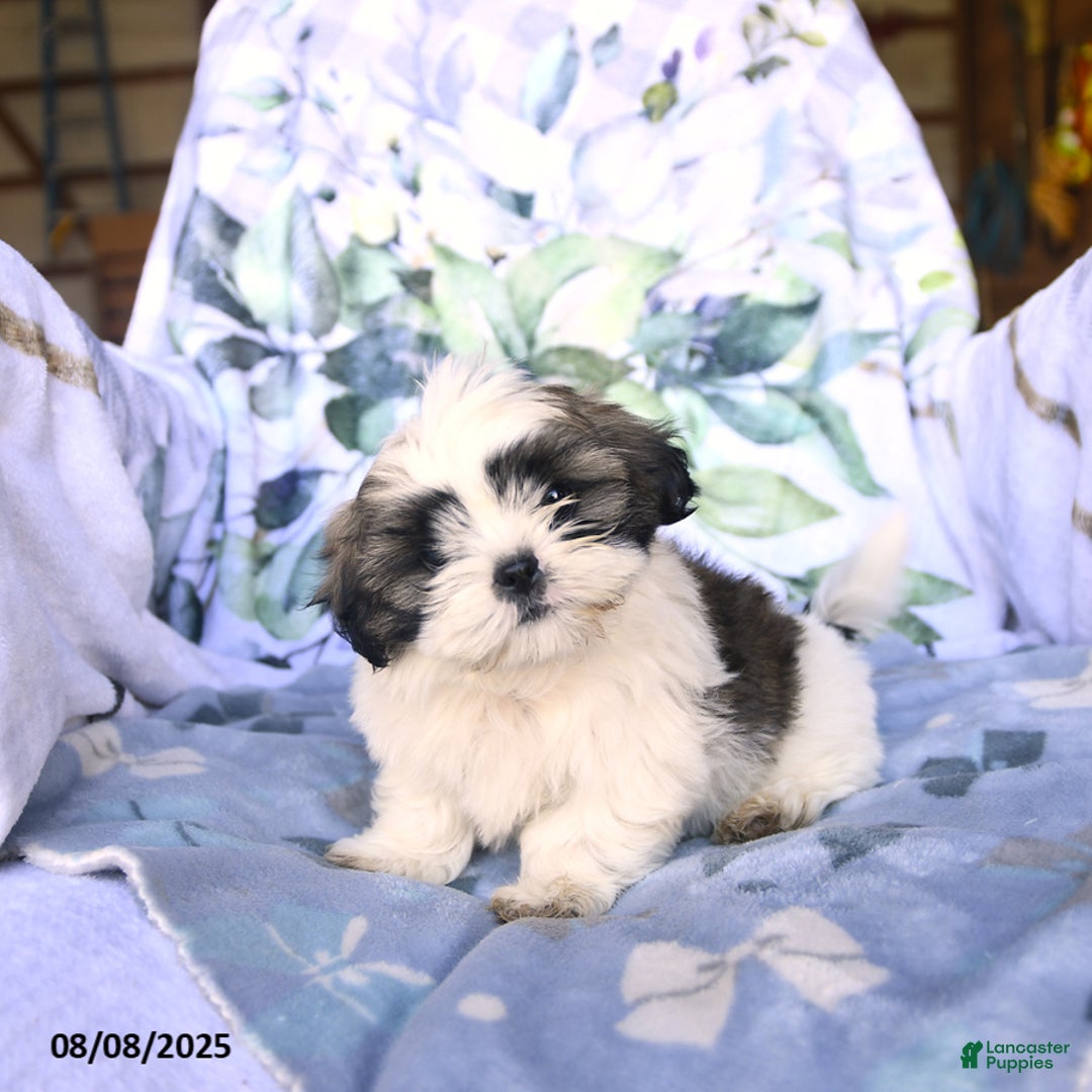 Shih Tzu dogs for sale: Keith - Image 1