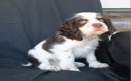 Cocker Spaniel dogs for sale: Chip - Image 5