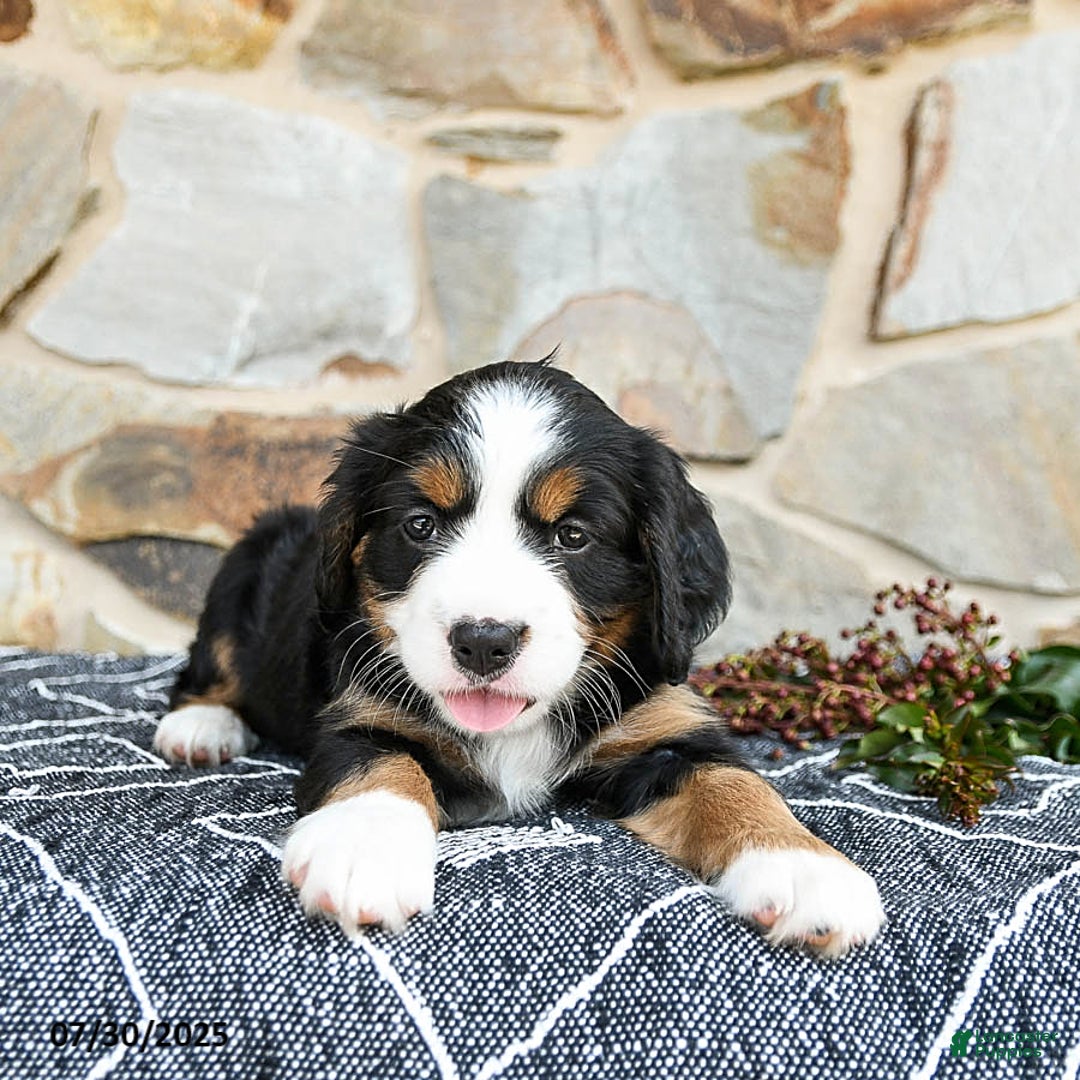 Miniature Bernese Mountain Dog dogs for sale: Aspen - Image 2