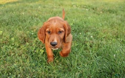 Irish Setter dogs for sale: Flash - Image 3