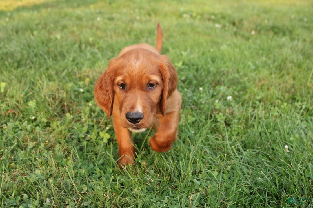 Irish Setter dogs for sale: Flash - Image 3