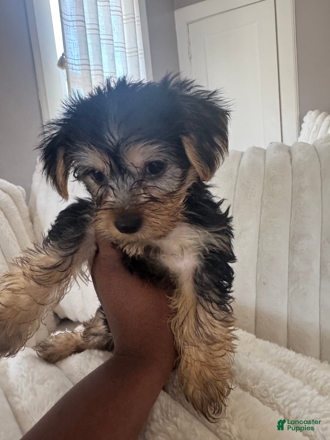 Yorkshire Terrier dogs for sale: Little Mama - Image 2