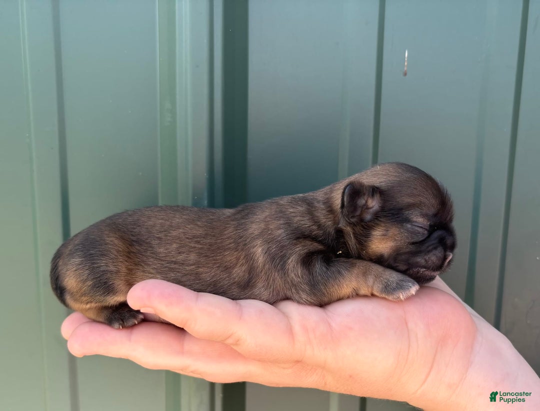 Shih Tzu dogs for sale: Bonbon - Image 7